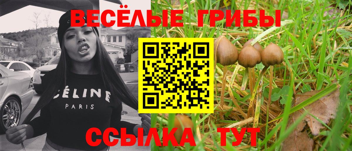 Псилоцибиновые грибы Cubensis  Вход с VPN  Бердск 